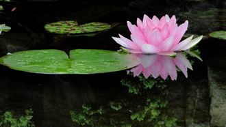 古代說的「鐵蓮花」是啥？過程太可怕