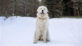 大白熊犬、庇里牛斯山犬（圖／翻攝自Pixabay）