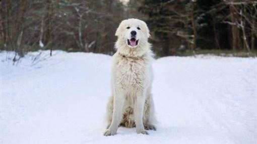 狗界巨嬰 160公分超萌大白熊犬超嫩真實年齡驚呆網友 寵物 三立新聞網setn Com