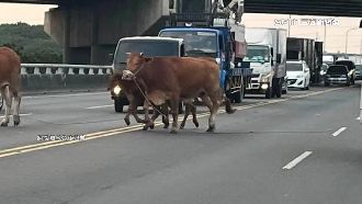 牛兒一家4口逛街釀塞車　駕駛看傻眼