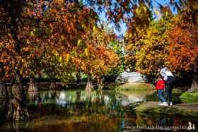 雲林超美落羽松（圖／攝影師洪年宏授權提供）https://www.facebook.com/papago168