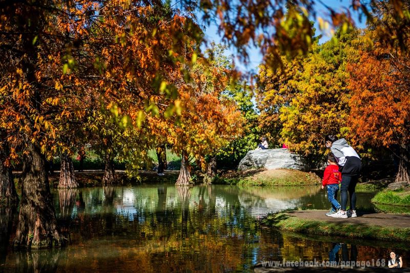 冬季限定秘境！雲林超美落羽松轉紅了