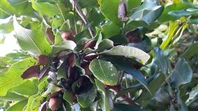 荔枝椿象冬天躲去哪(農委會林試所提供)