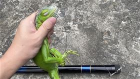 屏東移除綠鬣蜥數量全台最多（2）綠鬣蜥氾濫，野外族群量多，因食性喜好啃食幼苗、樹葉，對於農業造成衝擊，屏東縣政府積極移除，110年共移除1萬9733隻，是全國捕抓數量最多的縣市。（屏東政府農業處提供）中央社記者李卉婷傳真  111年1月9日