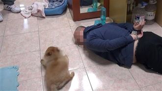 警逮通緝犯喝令趴下　主人博美狗齊趴