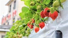滿意牛奶蜜高架草莓農場，圖/痞客邦部落格「果果愛Fruitlove」提供。