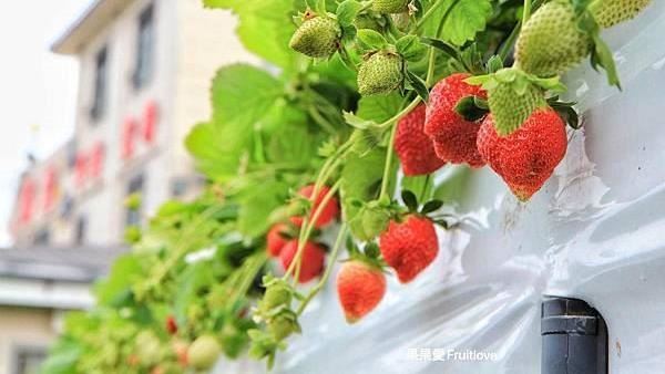 2022 部落客推薦採草莓景點