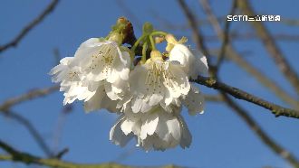 美不勝收！梅山「福爾摩沙白櫻」綻放