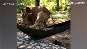 
▲睡著的男子被牛踹了一腳。（圖／AP ／Viralpress　授權）