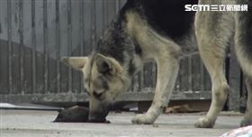 德國狼犬（圖／翻攝自YouTube @Hope For Paws - Official Rescue Channel）
