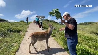 梅花鹿發情狠衝撞　遊客大腿慘縫3針