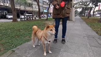 獨／休旅車轉彎「愛犬遭輾斃」飼主慟