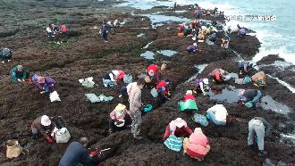 獨／年終獎金沒了　姑婆嶼採紫菜延後