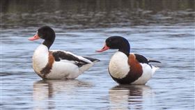 冬候鳥花鳧現蹤宜花（3）翹鼻麻鴨又名白鴨、冠鴨、掘穴鴨、花鳧，由於牠有翹嘴，外型酷似迪士尼動畫的唐老鴨，羽翼色澤鮮豔，模樣可愛，所以被稱為「最美鴨子」。（讀者林淑絹提供）中央社記者李先鳳傳真  111年1月11日