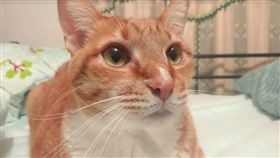 貓（示意圖／朋友的貓，大家可用）
