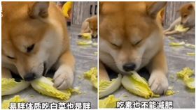 飼主分享自己養的柴犬特別喜歡吃白菜。（圖／鐵驥視頻微博）