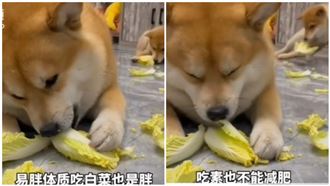 胖柴愛呷白菜　飼主笑虧：吃素還是胖