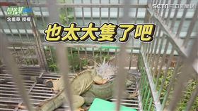 ▼▲綠鬣蜥嚴重影響台灣自然生態。（圖／含羞草 授權）