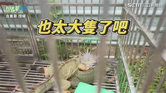 綠鬣蜥難捕捉　帶鎮暴槍、套索全撲空
