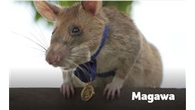 HeroRAT Magawa - PDSA Gold Medal
圖/翻攝自pdsa.org.uk