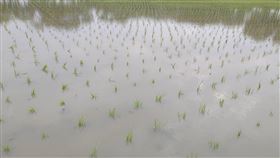 台南農業局籲水稻插秧田區提高水位防寒近日受大陸冷氣團影響出現低溫，台南市政府農業局建議水稻已完成插秧田區宜保持較高水位，預防寒害發生。（台南市農業局提供）中央社記者楊思瑞台南傳真  111年1月13日