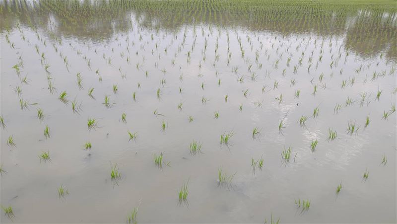 水稻插秧期遇低溫　應暫提高灌溉水位