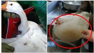 呆鵝泡水盆被凍　雙腳慘變「鵝腳凍」