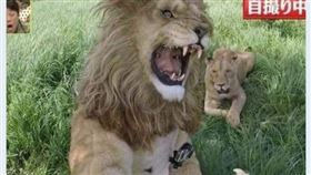 男星「扮公獅」玩自拍！慘遭母獅狂追咬　網看傻：差點交配（圖／翻攝自爆廢公社公開版）