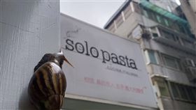 ▲有確診者足跡！Solo Pasta義大利麵今暫停營業。（圖／翻攝自臉書）
