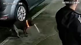 ▲狗聞到鞋子開始吐。（圖／AP ／Viralpress　授權）