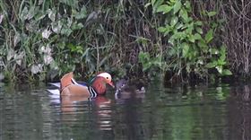  ▲台東大學生態池最近出現意外的嬌客，三公四母的鴛鴦華麗現身（圖／記者王浩原攝）