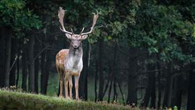 野鹿（圖／Pixabay）