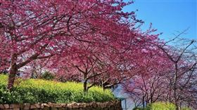 櫻花，IG部落客授權提供