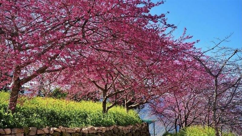 IG紅什麼／「3秘境」櫻花提早盛開