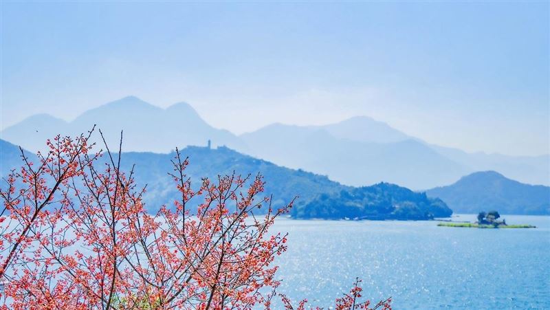 日月潭賞櫻秘境　涵碧樓私房景點快收