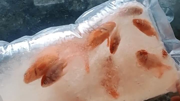 女網購活體寵物金魚　到貨變一包冰塊