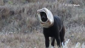 文 搶救水桶狗1800