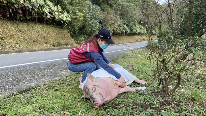 麝香豬疑遭飼主丟下車　動保處追查