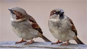 ▲麻雀是農民最頭疼的鳥類之一。（圖／pixabay）