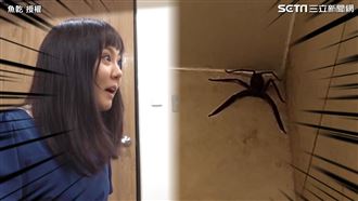 住宿一晚3萬雷爆　噁枕頭大蜘蛛她嚇