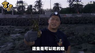 直擊澎湖人的天然冰箱　草爺抓到龍蝦