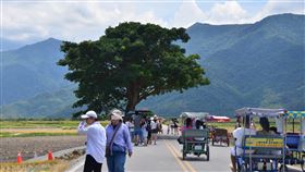遊客多層保障  台東縣推慢車管理自治條例為讓遊客更有保障，台東縣政府日前公告訂定「台東縣慢車管理自治條例草案」，聽取大家意見，大部分業者樂觀其成。圖為熱門景點金城武樹。中央社記者盧太城台東攝  110年3月11日