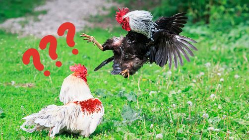 便當炸雞腿分左右腿？老饕曝這腿好吃