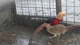板橋,金雞,動保處,招財金雞,紅腹錦雞（圖／翻攝自新北市動保處