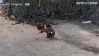 公雞使出無影腳　命中男孩下秒拔腿跑