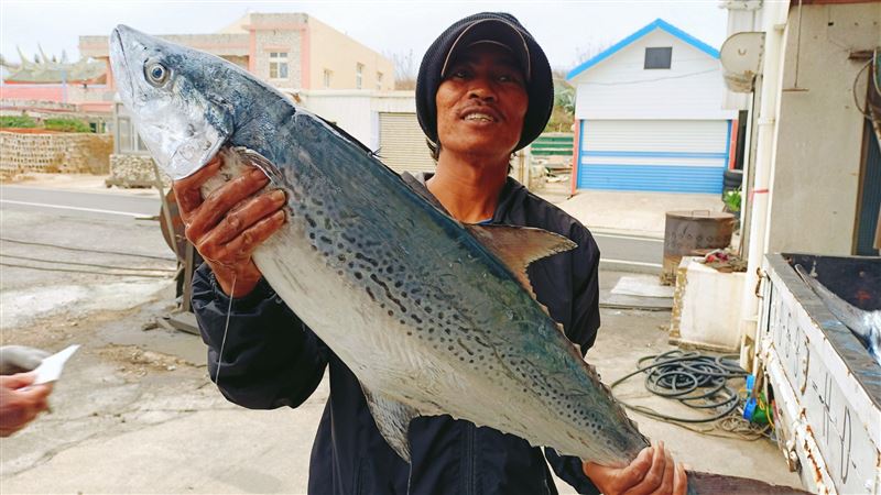 白腹魚身價創高！2尾等同12萬紅包