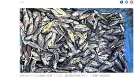 日本鹿兒島縣漁港的鰤魚魚苗有7萬到8萬尾死亡，疑因東加海底火山噴發引發的大浪強烈搖晃養殖漁網，導致魚苗碰撞致死。（圖／翻攝自讀賣新聞網頁yomiuri.co.jp）
