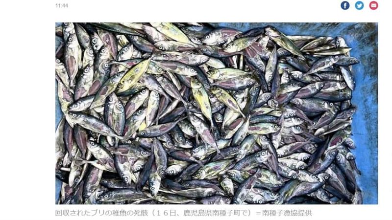 東加火山爆發波及？日魚苗暴斃8萬尾