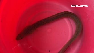 宜蘭泳池驚見「鱸鰻」　網：想來釣魚