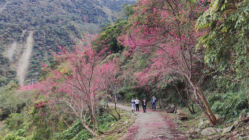 屏霧台櫻花季來了　台24線沿路花開